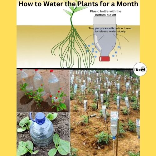 How to Water the Plants for a Month