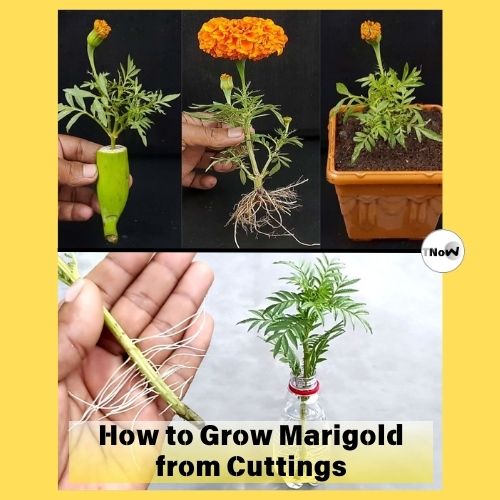 How to Grow Marigold from Cuttings