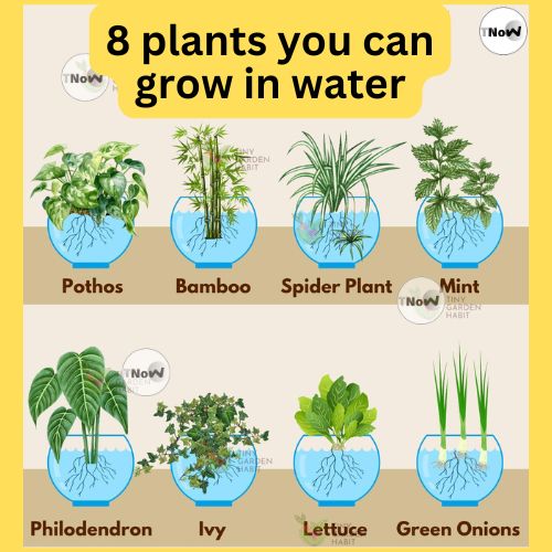 8 plants you can grow in water