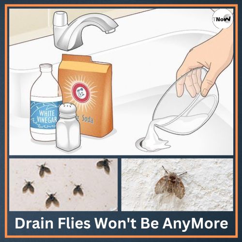 Get rid of Drain Fly