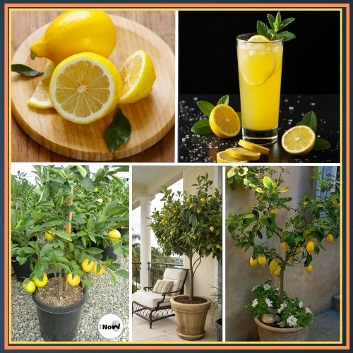Lemon Plant Care Guide