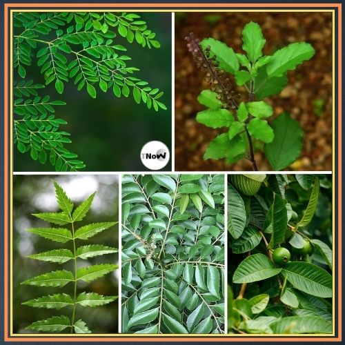5 Powerful Leaves