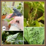Protect Your Plants from All Pests